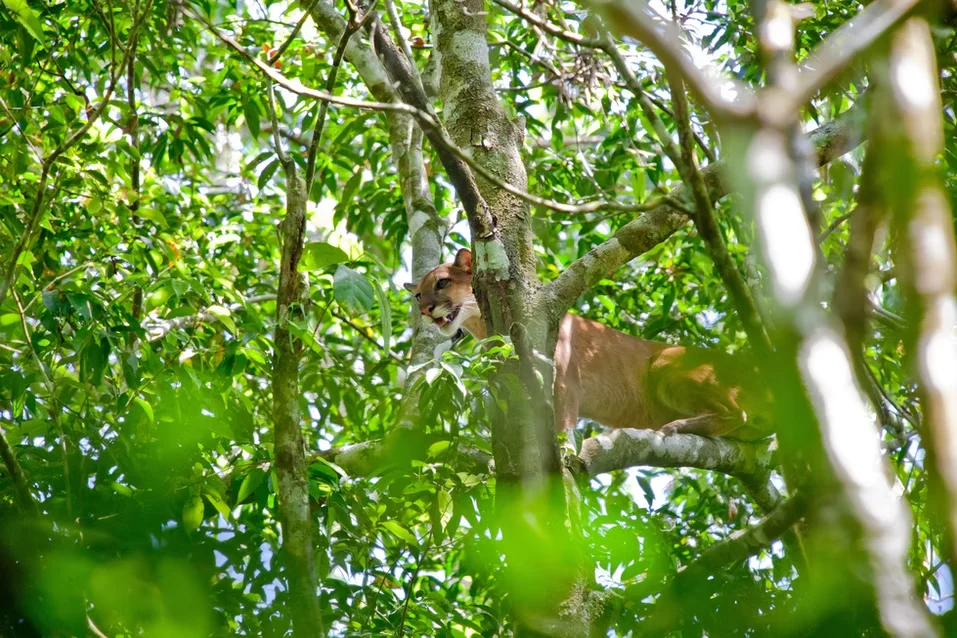 A puma partially concealed by leaves, lying on a tree branch in a dense rainforest canopy.