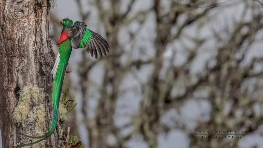 A vibrant green and red resplendent quetzal, wings outstretched, flying toward a tree trunk adorned with moss.