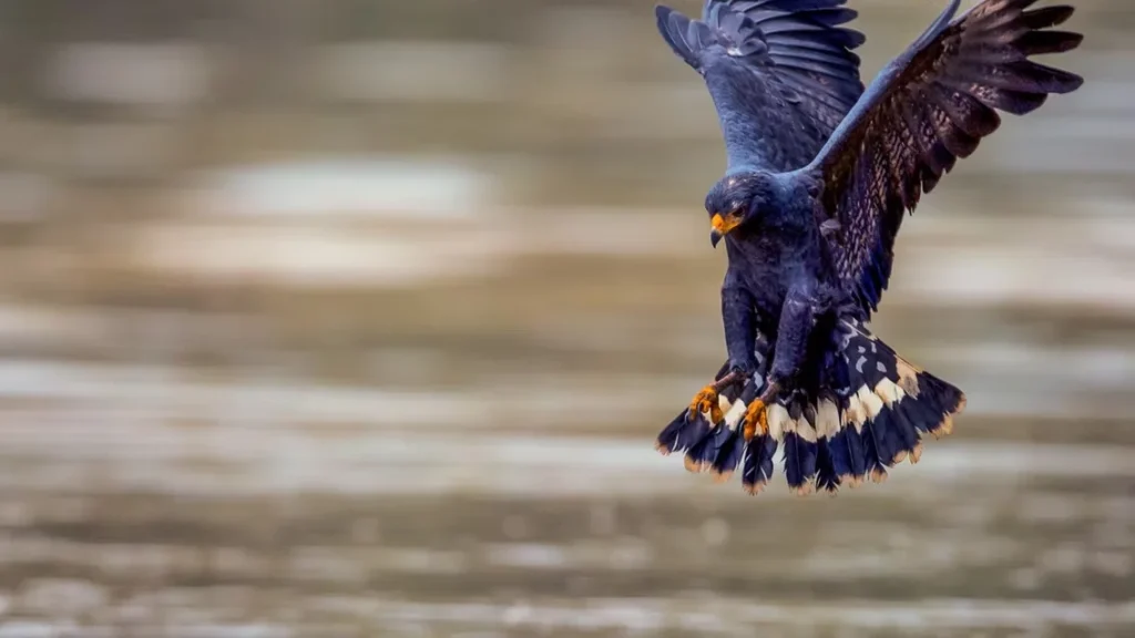 Close-up of a dark-feathered hawk with orange beak and talons, hovering with outstretched wings and a white-banded tail.