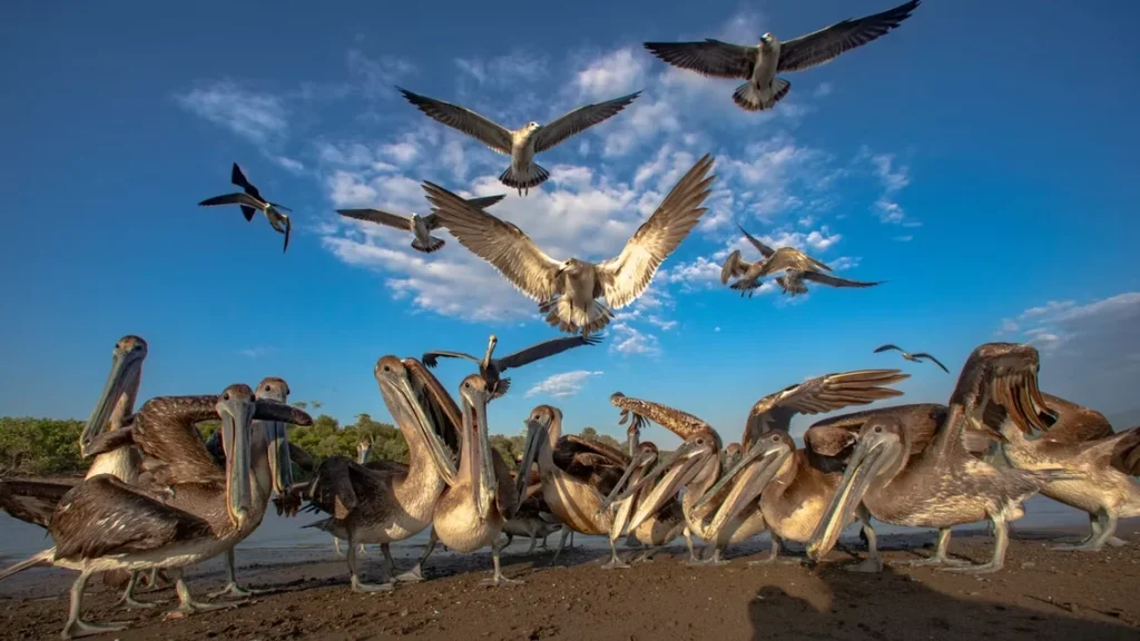 A group of brown pelicans on a sandy shoreline, mouths agape, with seagulls flying above against a bright blue sky.