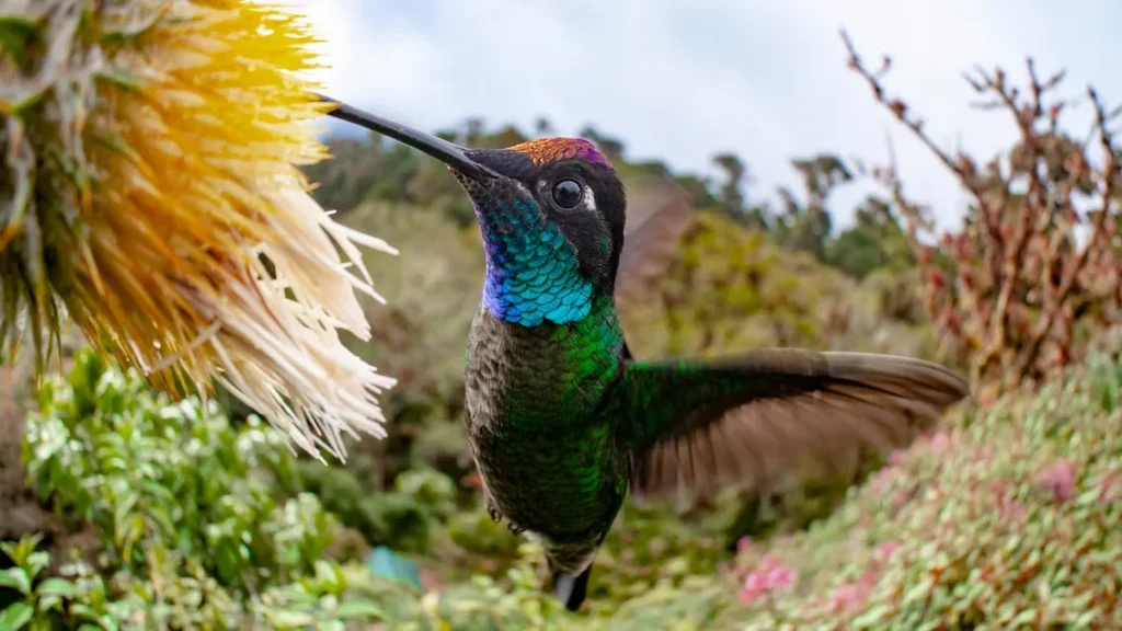 Hummingbird with iridescent green and blue throat hovering beside yellow flower, wings in motion against blurred floral background.