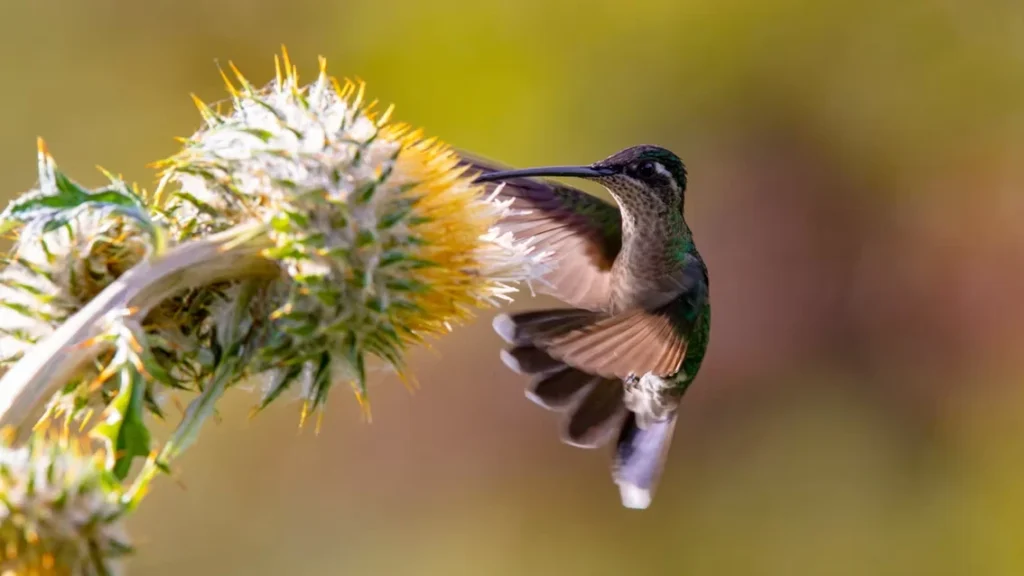 Hummingbird feeding from spiky yellow and white thistle flower, wings spread, photographed against soft golden background.