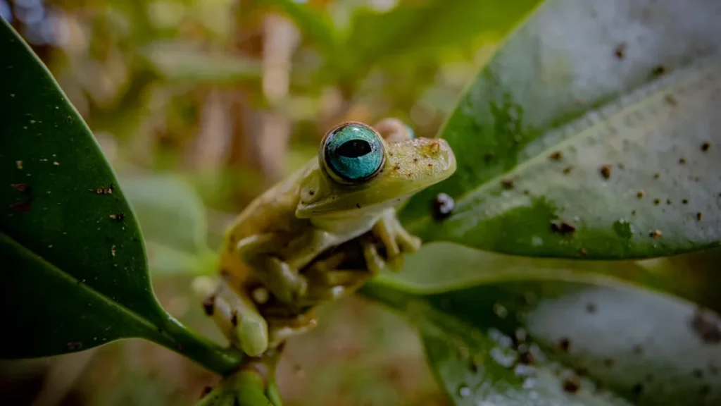 Pale green tree frog with large blue eyes perched among tropical leaves, partially camouflaged in its natural habitat.