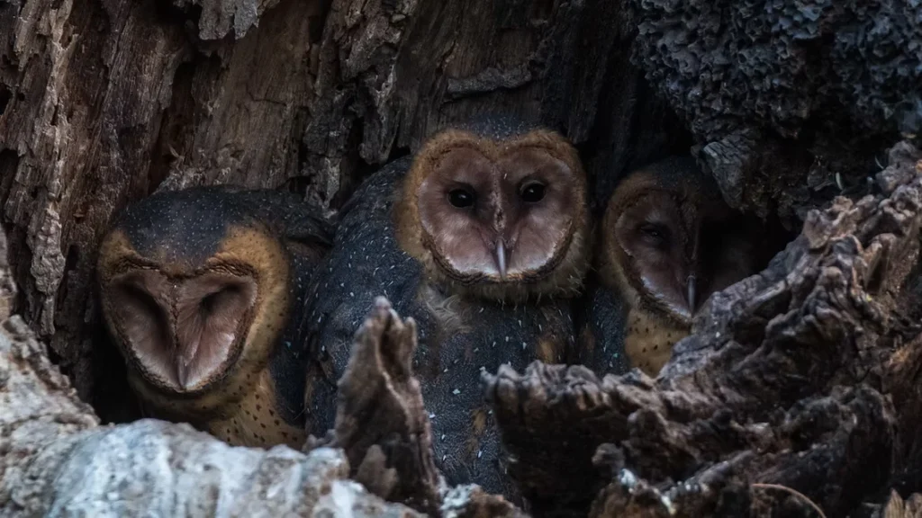 A close-up photograph of three barn owls, with heart-shaped faces, perched side by side in the hollow of a tree trunk.