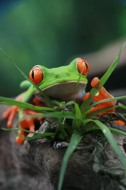 A close-up photograph of a bright green red-eyed tree frog with orange feet, perched among small green plants.