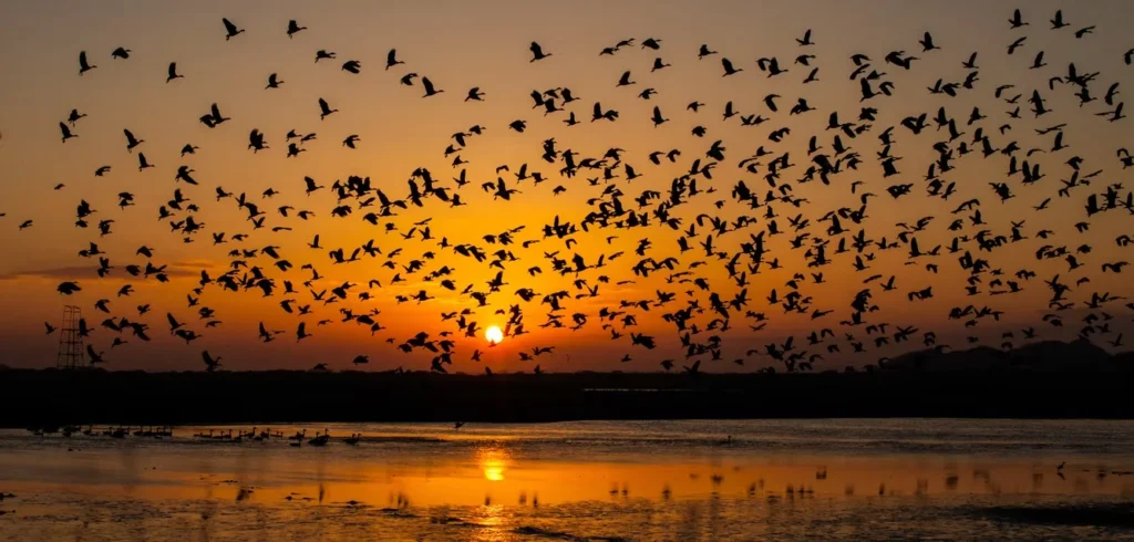 Hundreds of silhouetted birds flying across an orange-hued sky at sunset, reflected in the water below.