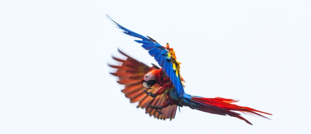 A scarlet macaw with outstretched wings, showing bright red, blue, and yellow feathers in mid-flight against a light background.