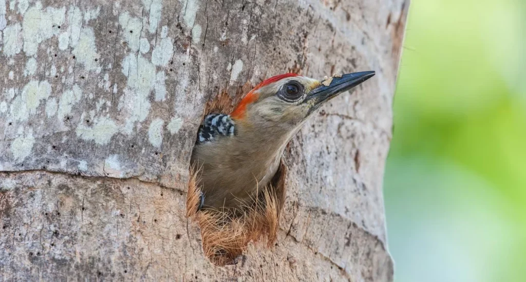 Close-up of a woodpecker with a red head, looking out from a hole in a tree trunk while holding insects in its beak.
