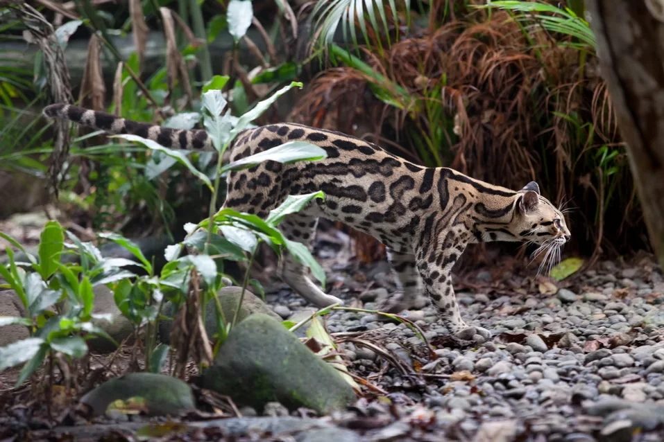 A spotted ocelot with rosette markings, creeping along a pebble-strewn forest floor amid dense green plants.