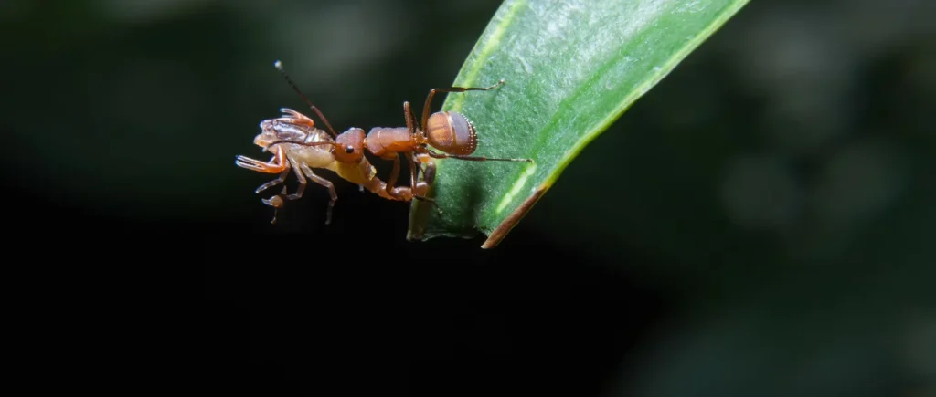 Close-up of a small brown ant on a green leaf, holding a dead insect in its mandibles against a dark background.