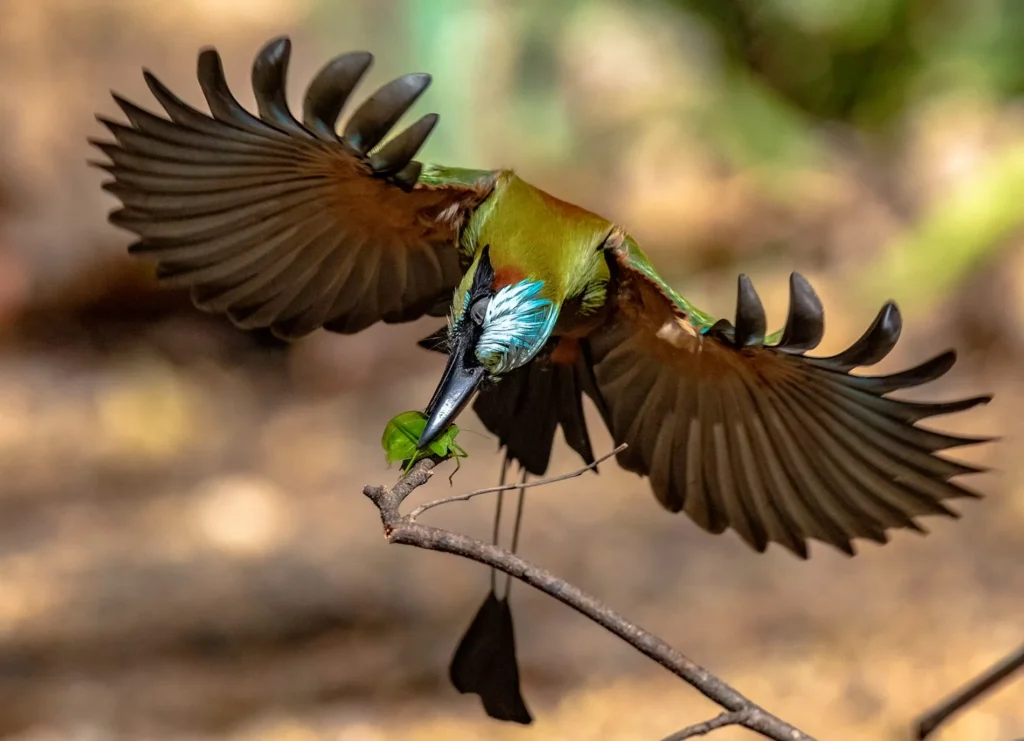 Close-up of a colorful motmot bird with turquoise and green plumage, wings outstretched, capturing a green leaf insect in its beak from a small branch.