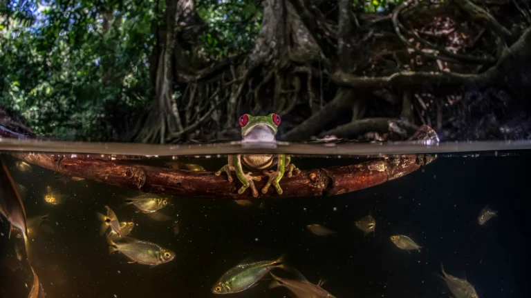 The red-eyed tree frog taking a bath